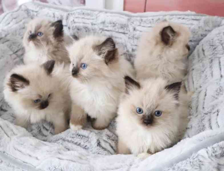 INTERIÉROVÁ KOŤATA RAGDOLL REGISTROVANÁ GCCF - foto 2