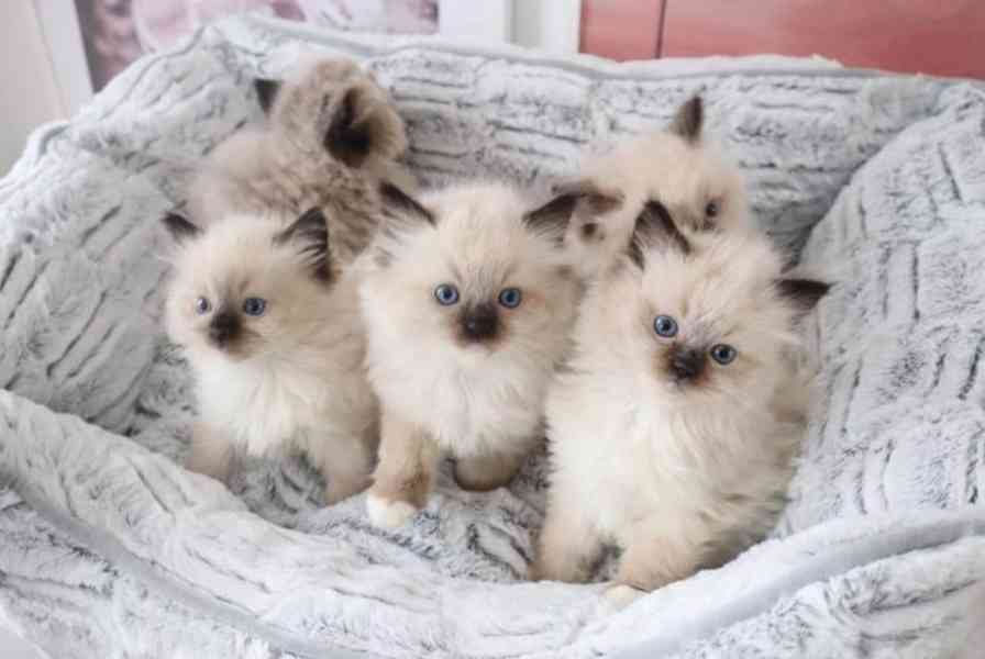 INTERIÉROVÁ KOŤATA RAGDOLL REGISTROVANÁ GCCF - foto 3