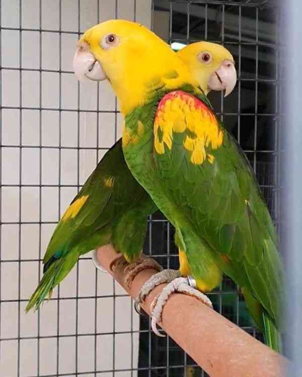 Roztomilí amazonští papoušci k dispozici 🦜💚 - foto 3