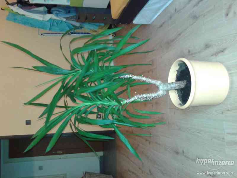 yucca palma - foto 1