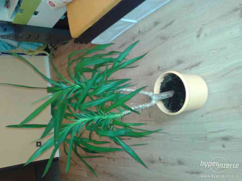 yucca palma - foto 2