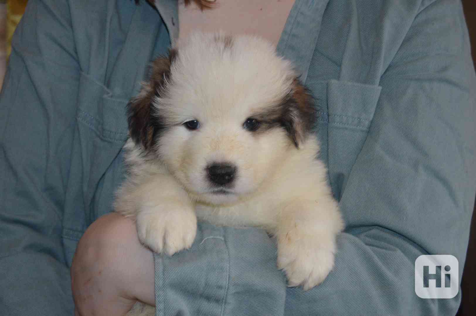 Tornjak - Štěňata s PP - foto 1