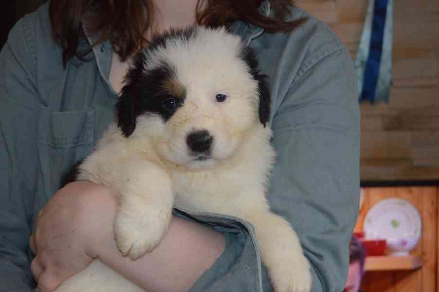 Tornjak - Štěňata s PP - foto 5