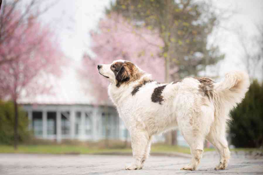 Tornjak - Štěňata s PP - foto 8