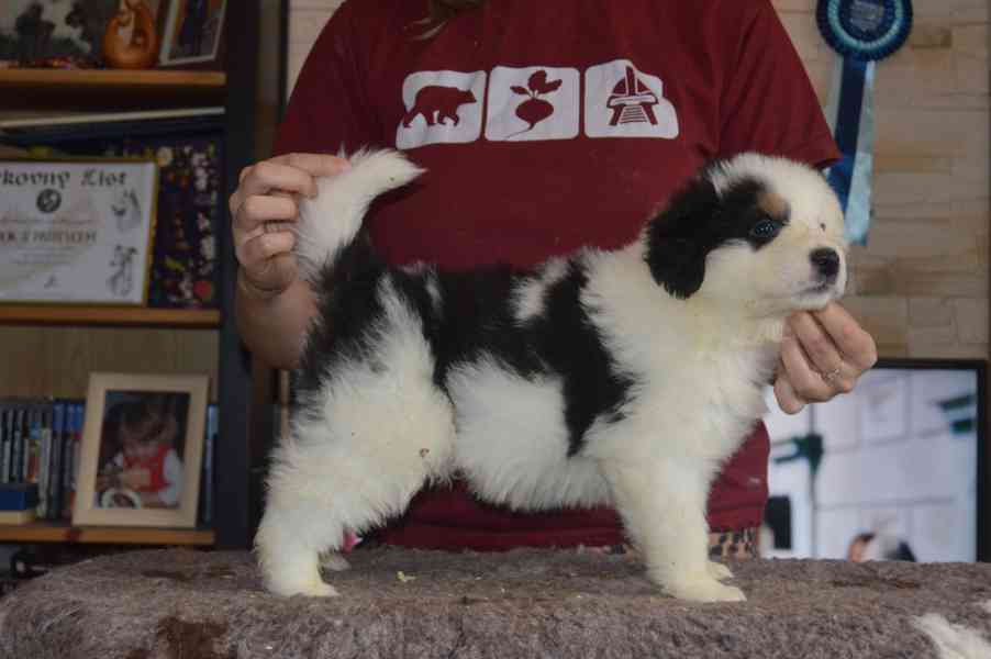 Tornjak - Štěňata s PP - foto 6