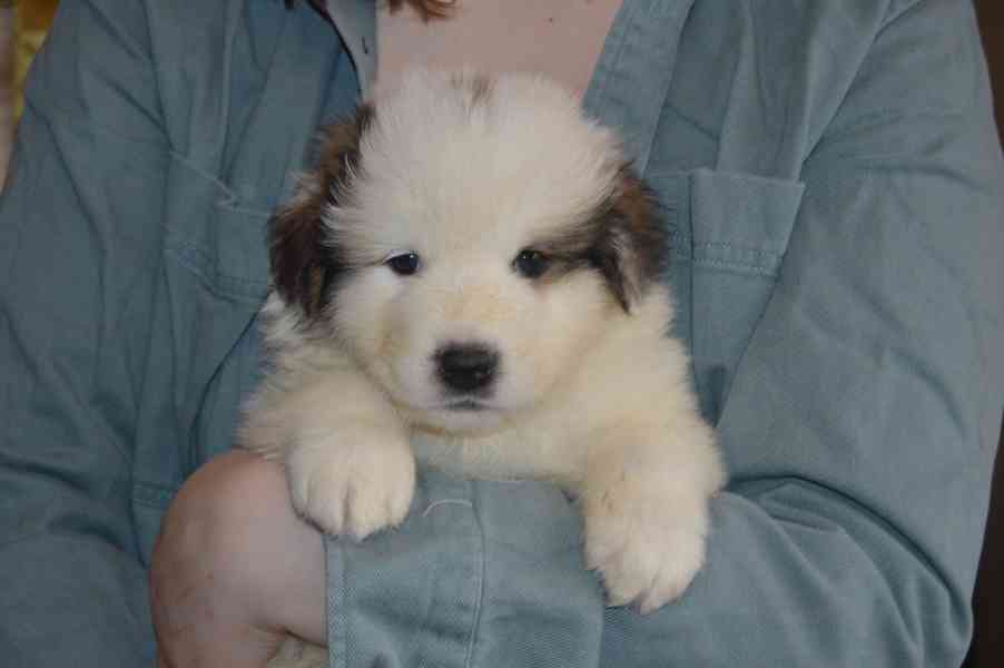 Tornjak - Štěňata s PP - foto 1