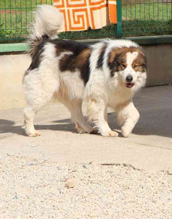 Tornjak - Štěňata s PP - foto 9