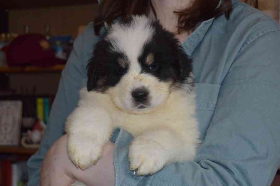 Tornjak - Štěňata s PP - foto 4