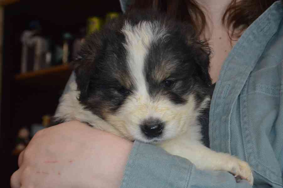 Tornjak - Štěňata s PP - foto 2