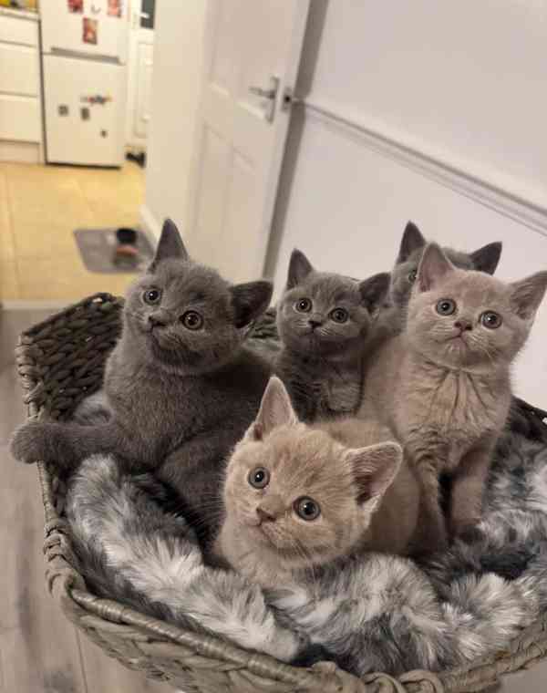 Koťata britské krátkosrsté koťátka – ihned k dispozici - foto 2