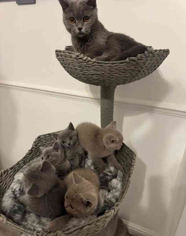 Koťata britské krátkosrsté koťátka – ihned k dispozici - foto 4