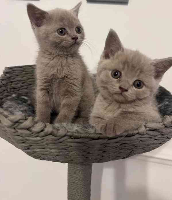 Koťata britské krátkosrsté koťátka – ihned k dispozici - foto 5