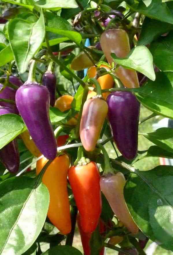 CHILLI JALAPEŇO MULTICOLOR - SEMENA