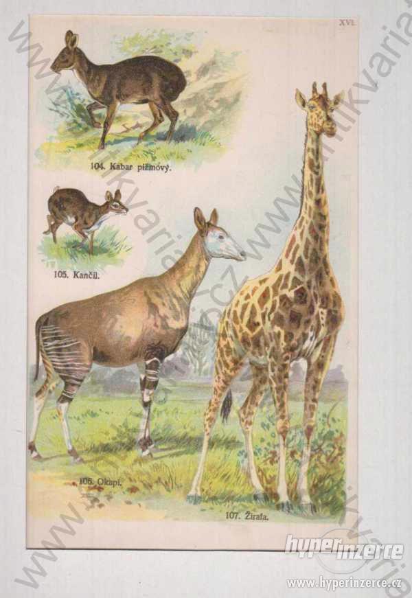 Kabar pižmový, Kančil, Okapi, Žirafa - foto 1