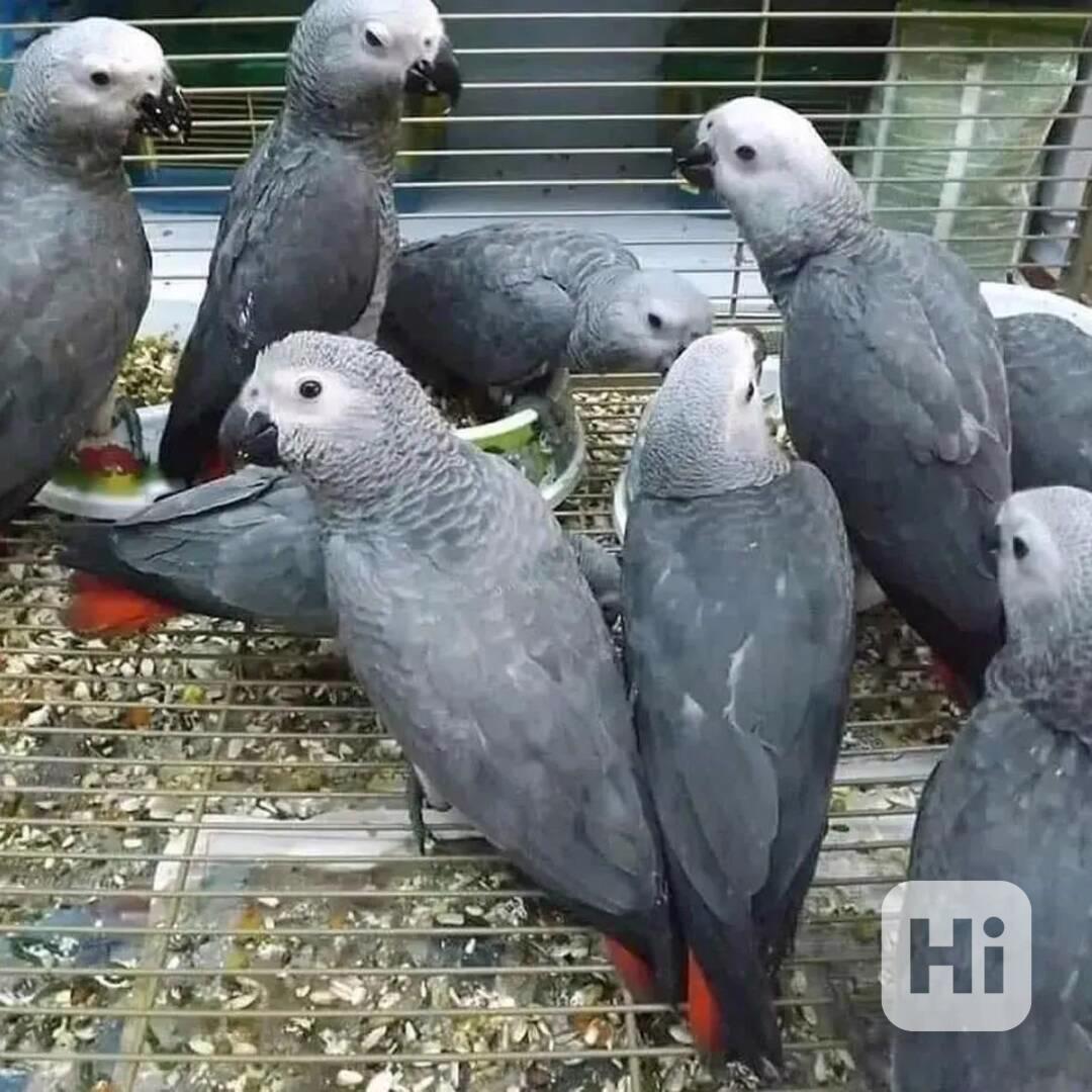 KRÁSNÍ AFRICKÍ ŠEDÍ - foto 1