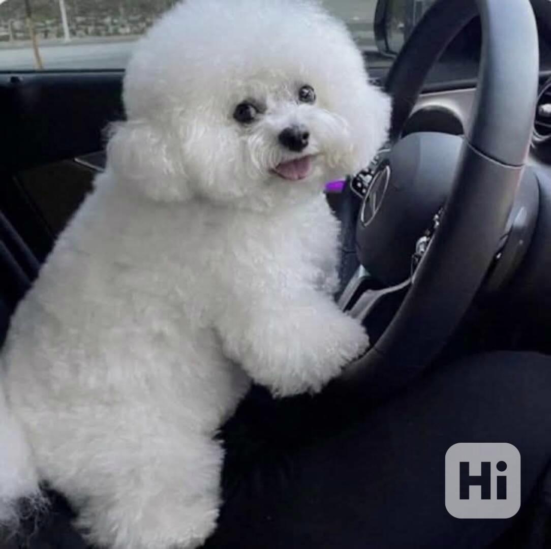 k dispozici bišonek - foto 1