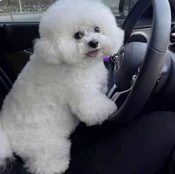 k dispozici bišonek