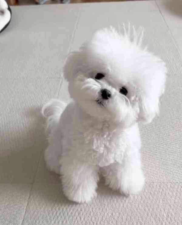 k dispozici bišonek - foto 3