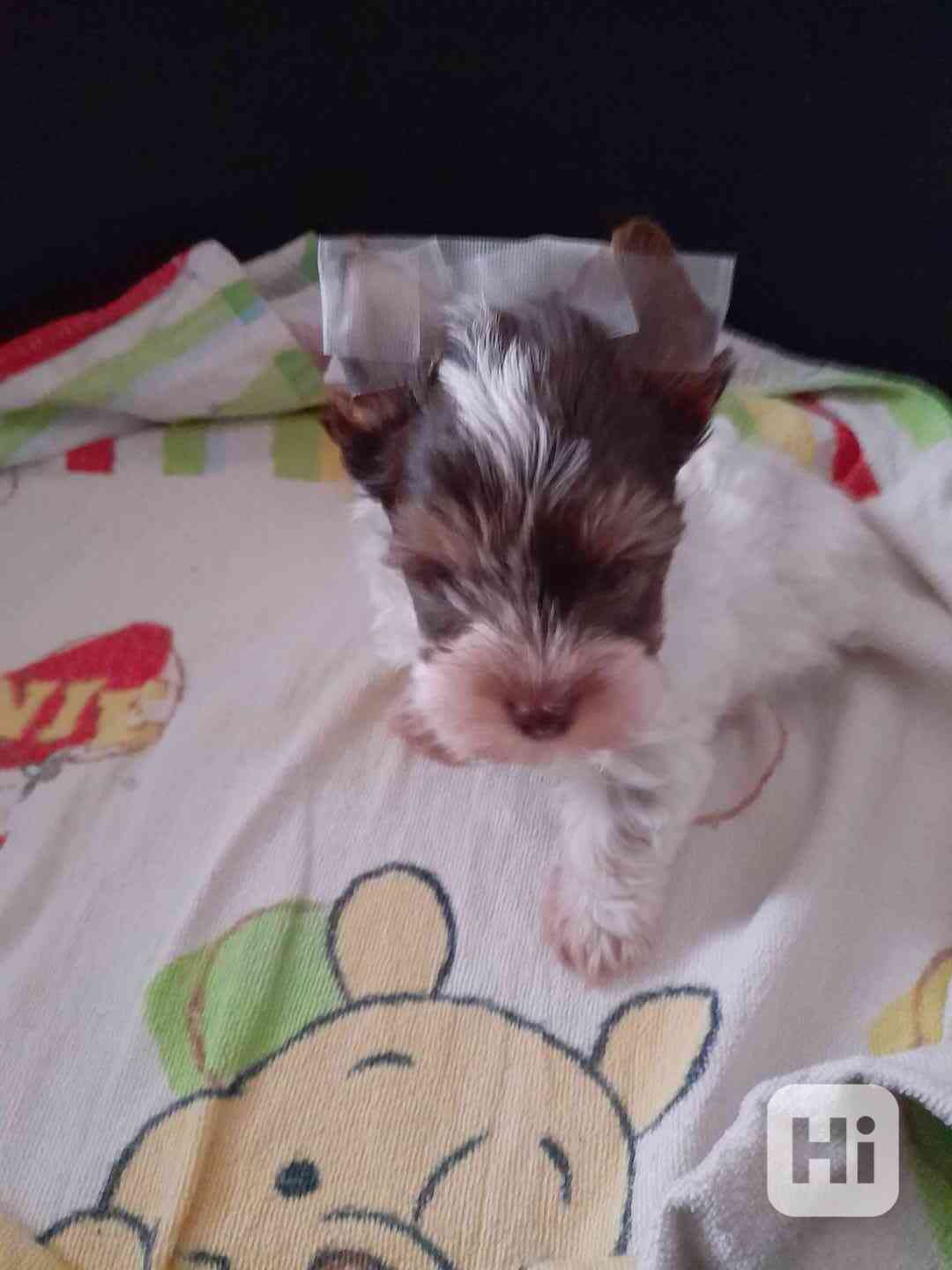 yorksir biro  - foto 1