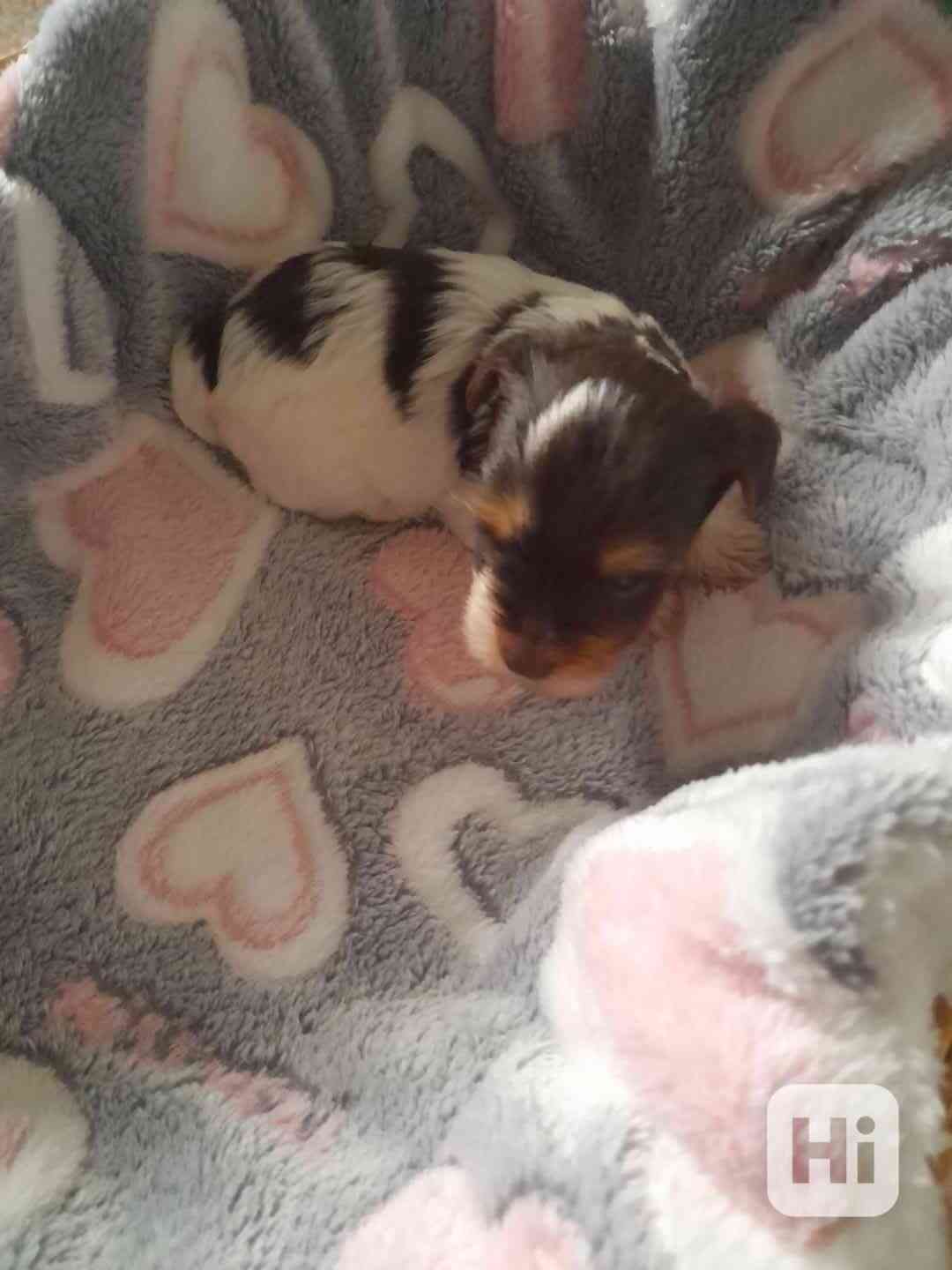 yorksir biro s PP - foto 1