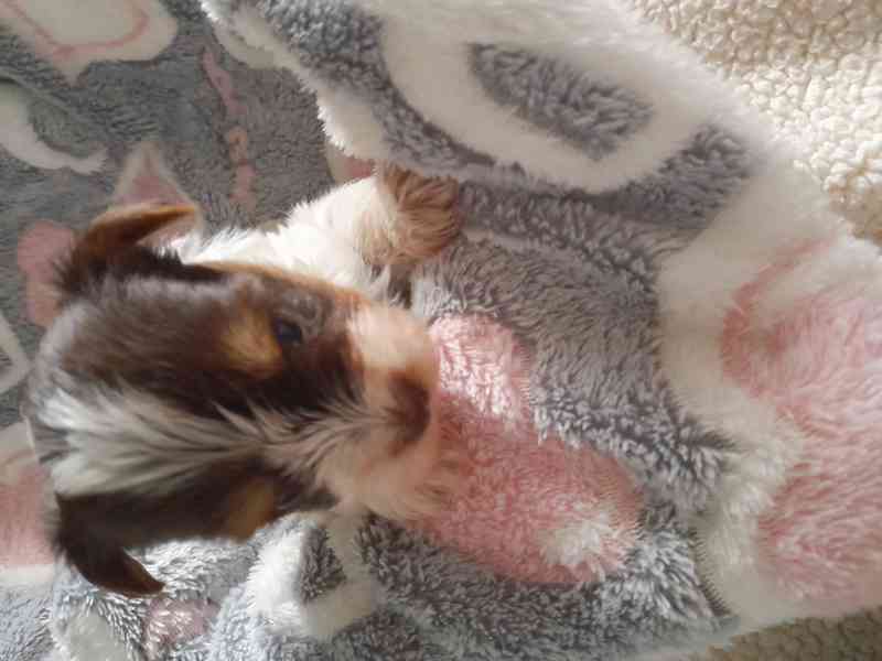 yorksir biro s PP - foto 4