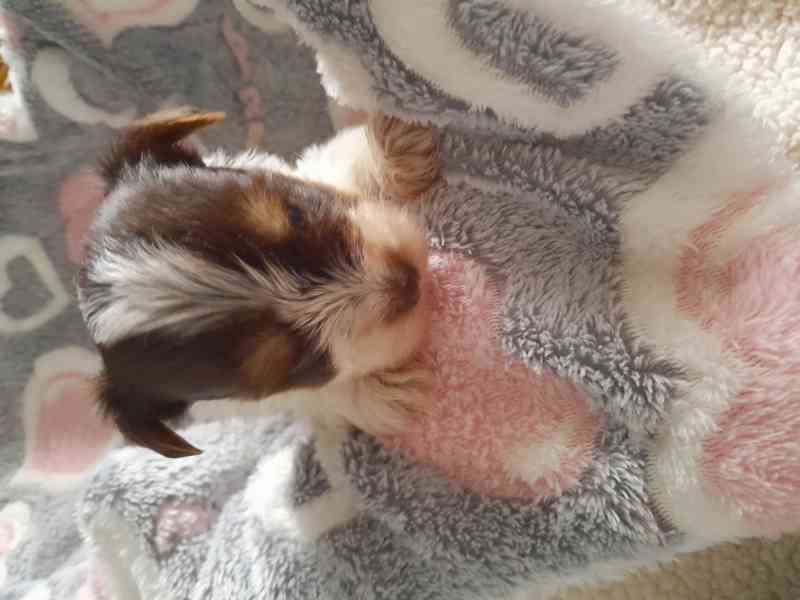 yorksir biro s PP - foto 5