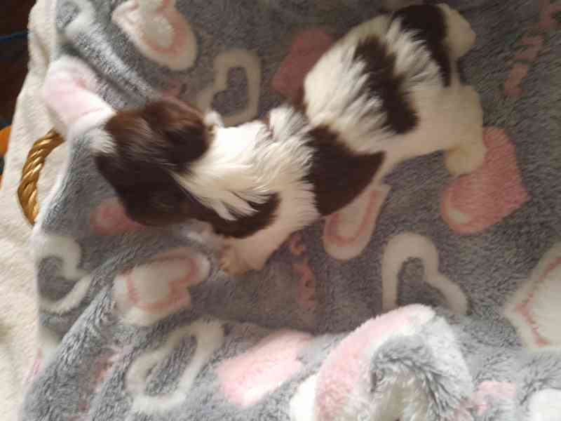 yorksir biro s PP - foto 2