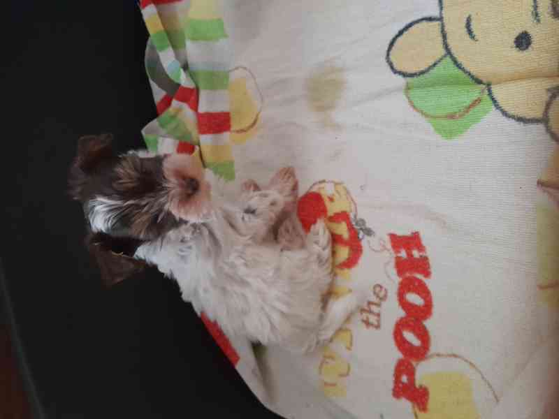 yorksir biro  - foto 6