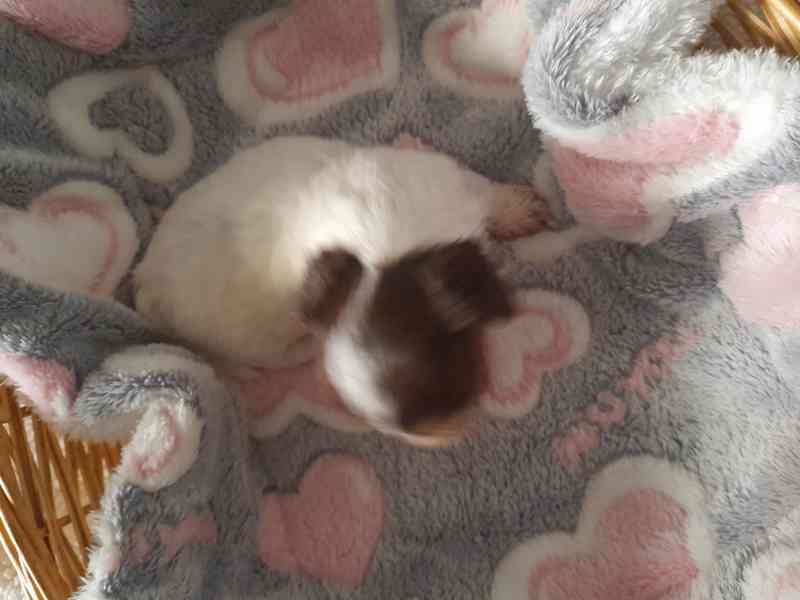 yorksir biro s PP - foto 6