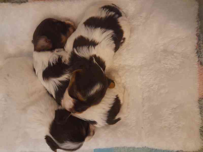 yorksir biro s PP - foto 1