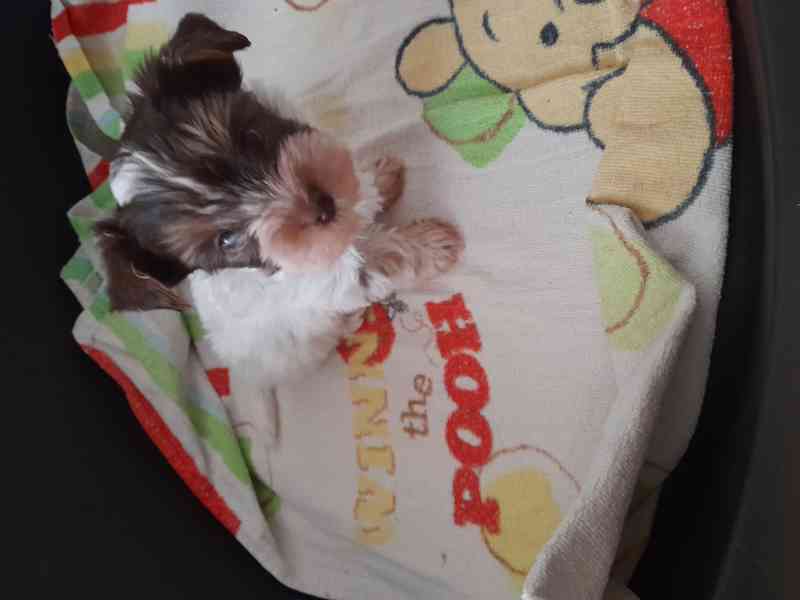 yorksir biro  - foto 5