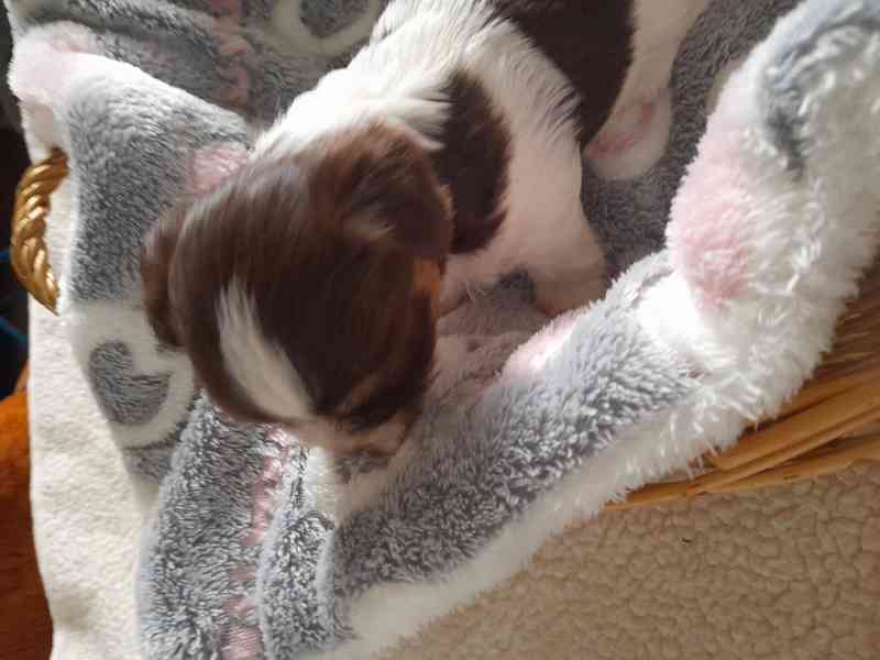 yorksir biro s PP - foto 3