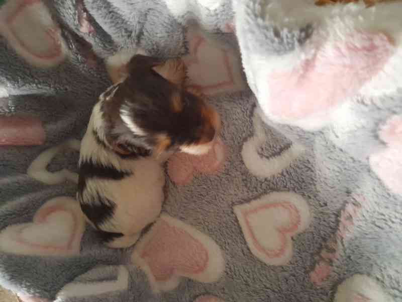 yorksir biro s PP - foto 1