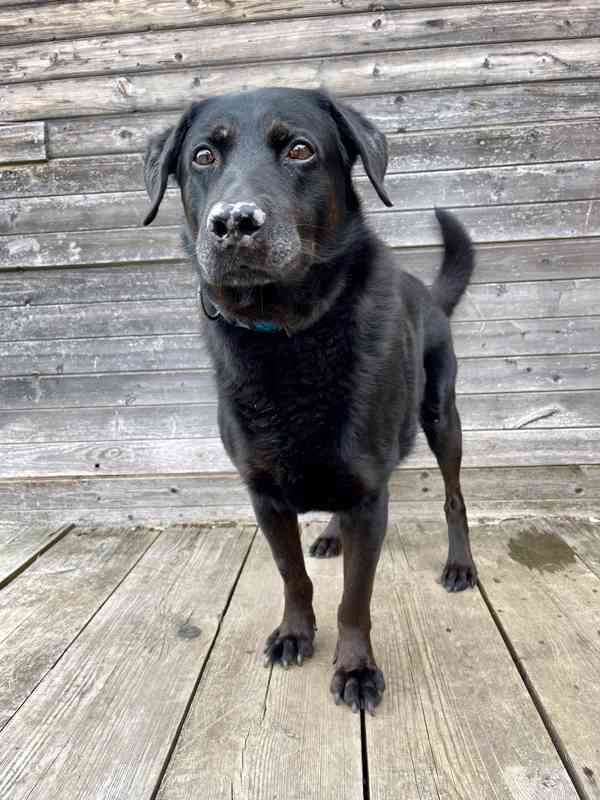 MÁRTY - Labrador - psík 10 let - foto 3