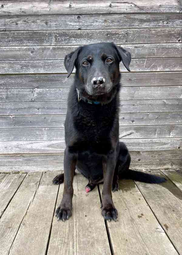 MÁRTY - Labrador - psík 10 let - foto 4