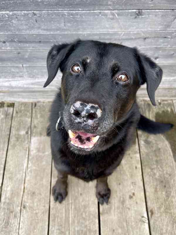 MÁRTY - Labrador - psík 10 let - foto 2