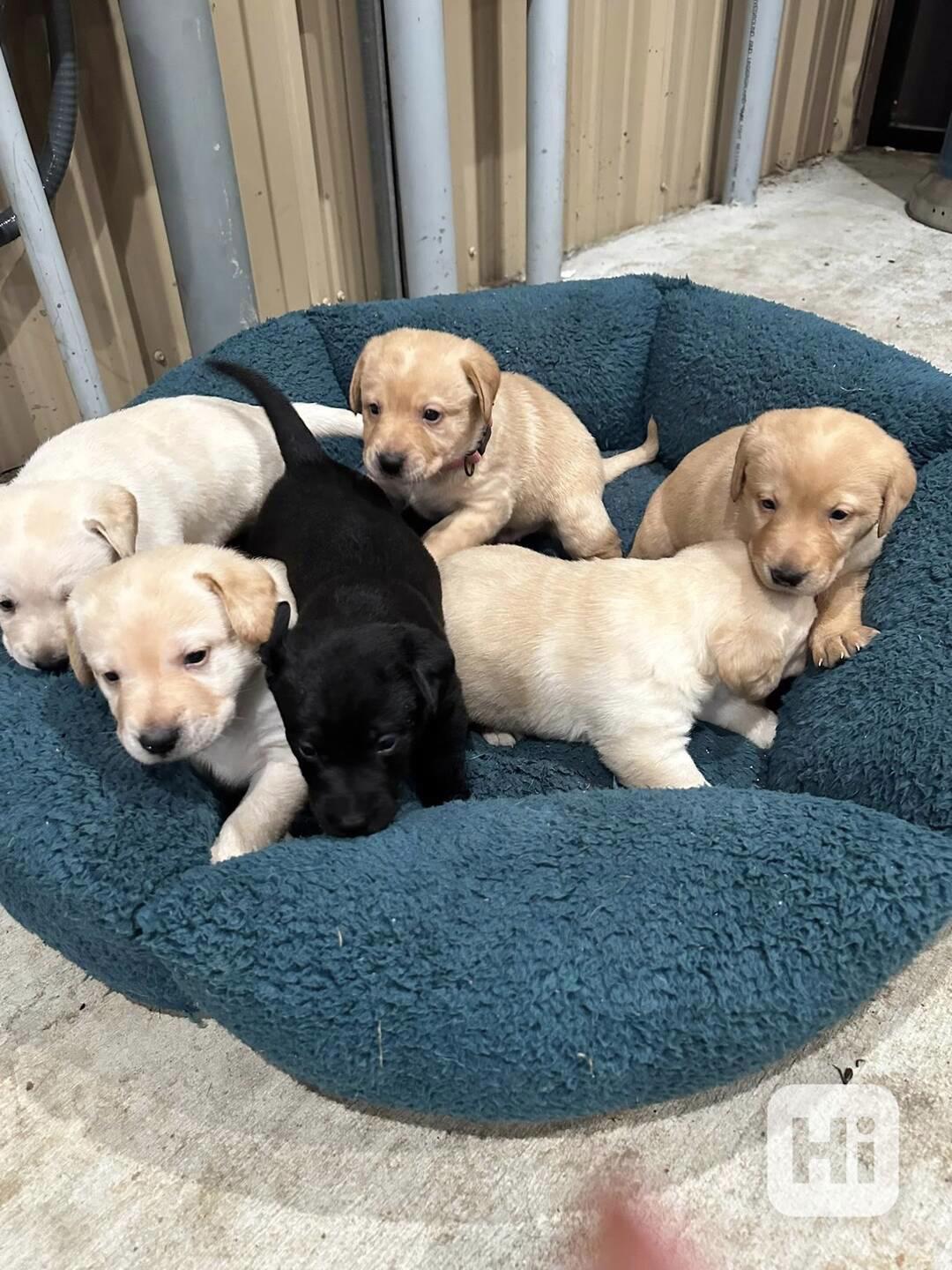 Prodám čistokrevného labradora - foto 1