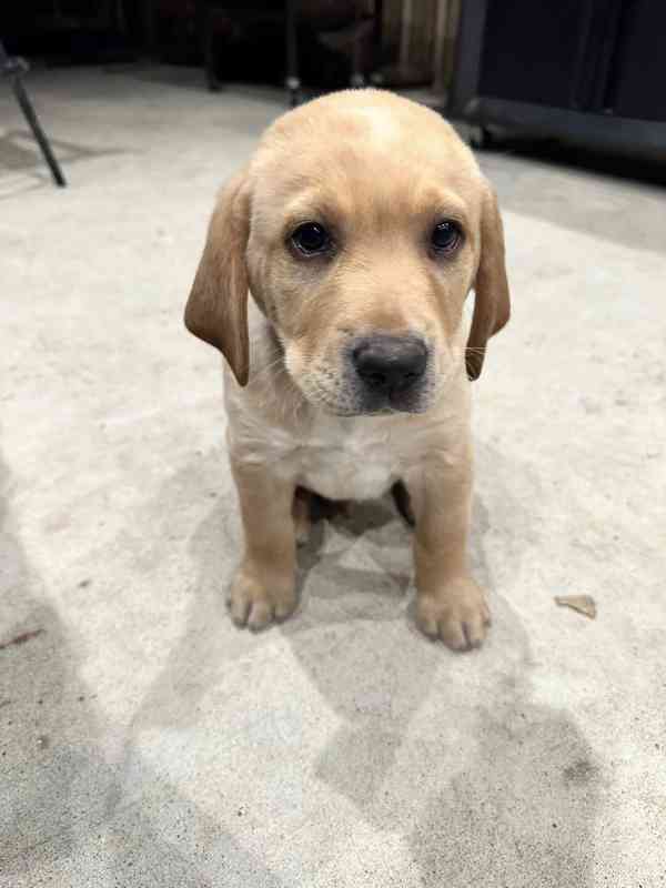 Prodám čistokrevného labradora - foto 3