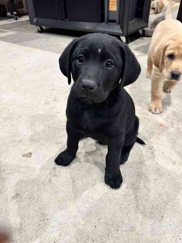 Prodám čistokrevného labradora - foto 4