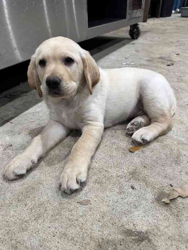 Prodám čistokrevného labradora - foto 2