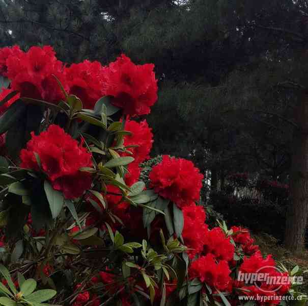 Rhododendrony a azalky - foto 1