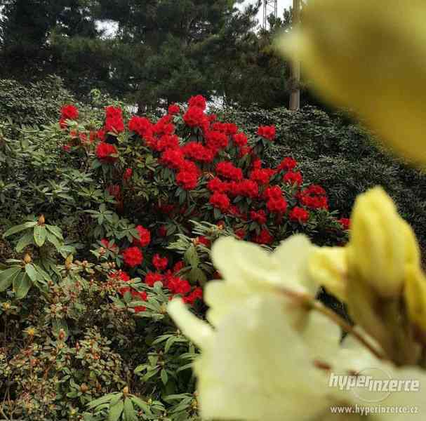 Rhododendrony a azalky - foto 2
