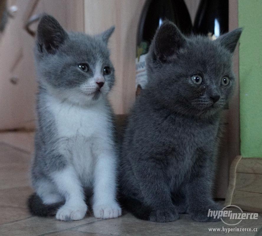 Britská modrá koťata - foto 1