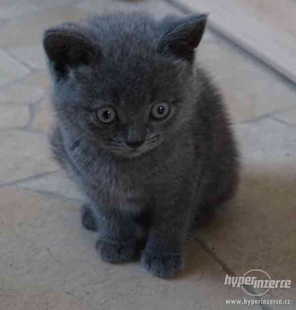 Britská modrá koťata - foto 3