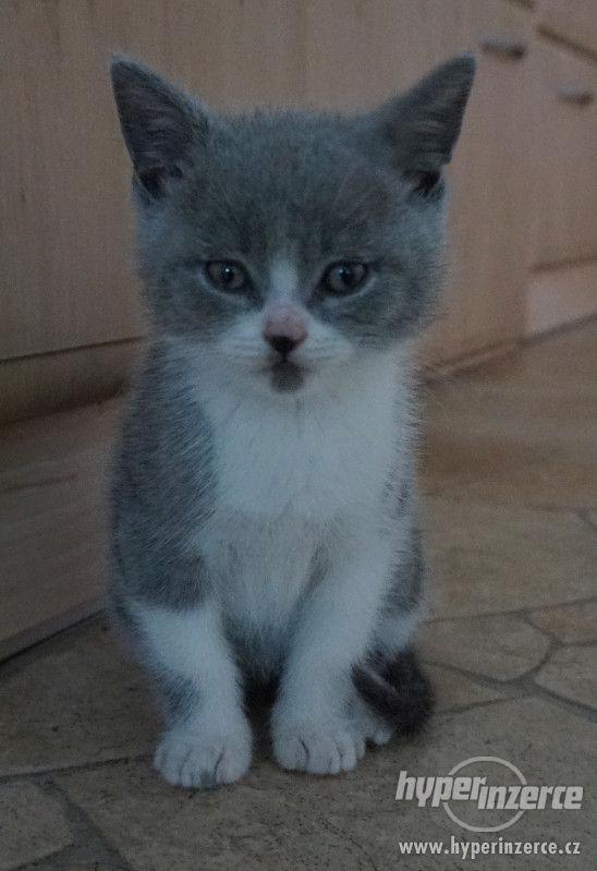 Britská modrá koťata - foto 4