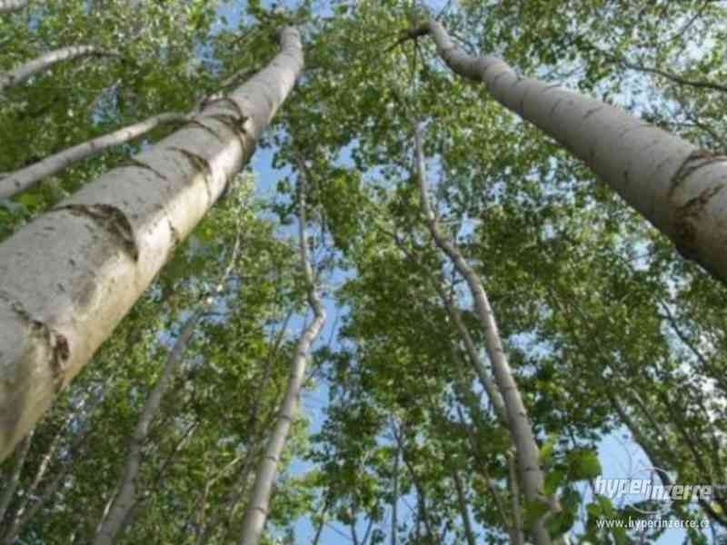 Rýchlorastúci japonský topoľ - foto 4