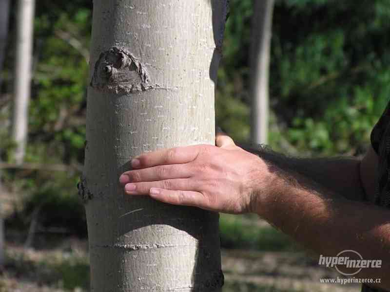 Rýchlorastúci japonský topoľ - foto 5