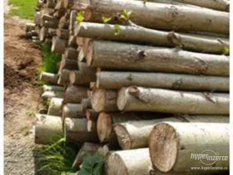 Rýchlorastúci japonský topoľ - foto 6