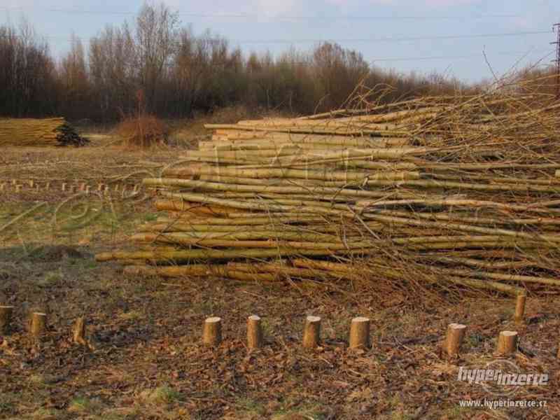 Rýchlorastúci japonský topoľ - foto 7