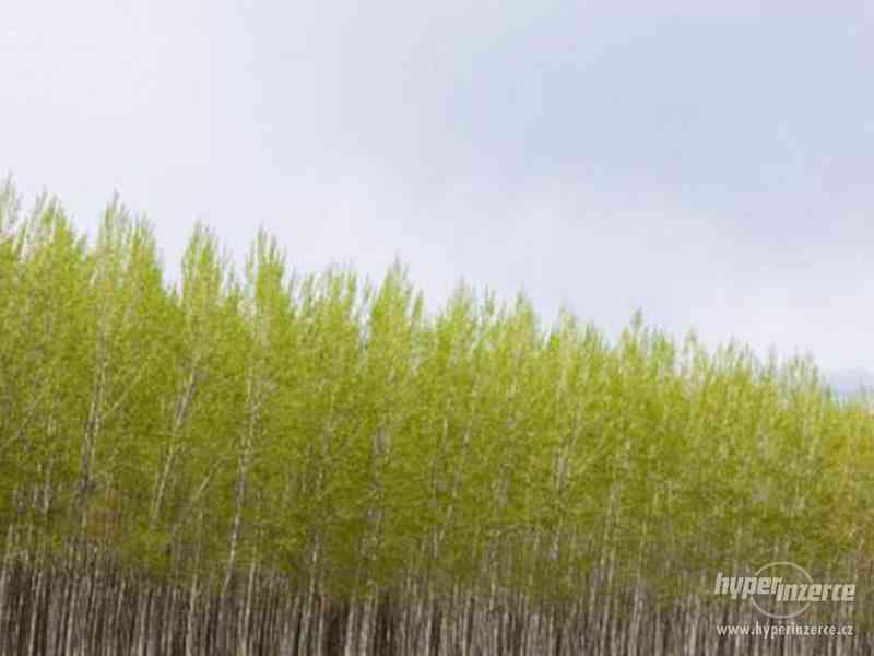 Rýchlorastúci japonský topoľ - foto 8